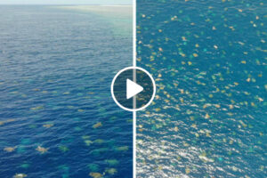 As Espetaculares Imagens Aéreas De Milhares De Tartarugas Na Grande Barreira De Coral