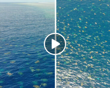 As Espetaculares Imagens Aéreas De Milhares De Tartarugas Na Grande Barreira De Coral