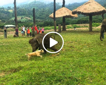 Adorável Elefante Bebé Fica Frustrado Por Não Conseguir Apanhar Cão