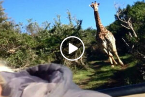 Girafa Persegue Carro Com Turistas Na África So Sul