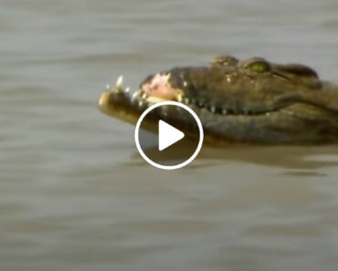 Luta Entre 2 Crocodilos Faz Com Que Um Deles Perca Parte Do Focinho
