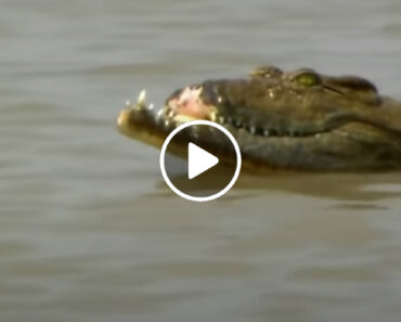 Luta Entre 2 Crocodilos Faz Com Que Um Deles Perca Parte Do Focinho Luta Entre 2 Crocodilos Faz Com Que Um Deles Perca Parte Do Focinho