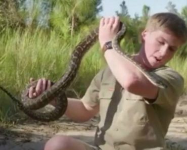 VIDEO: Filho Do “Caçador De Crocodilos” Foi Mordido No Rosto Por Cobra (Assim Como o Pai) VIDEO: Filho Do “Caçador De Crocodilos” Foi Mordido No Rosto Por Cobra (Assim Como o Pai)