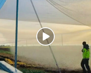 Uma Técnica Genial Para Regar a Sua Horta Com o Orvalho Matinal Uma Técnica Genial Para Regar a Sua Horta Com o Orvalho Matinal