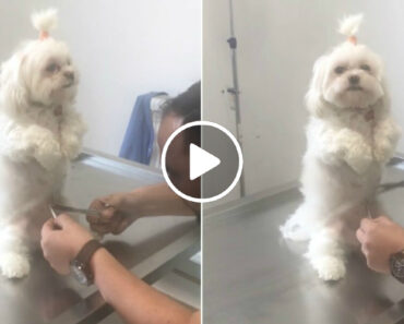 Quando Um Cão Confia No Veterinário Tudo Fica Mais Fácil