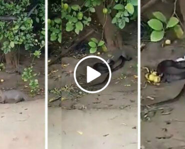 Mangusto Salta Para Atacar Serpente Que Se Escondia Numa Árvore Mangusto Salta Para Atacar Serpente Que Se Escondia Numa Árvore