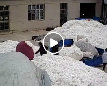 Homem Acende Um Isqueiro Para Abrir Saco De Plástico… Numa Fábrica De Algodão