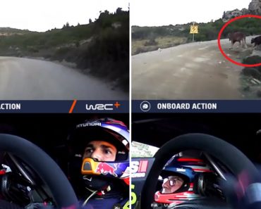 VIDEO: Dani Sordo Surpreendido No Rally Da Sardenha Por… Duas Vacas