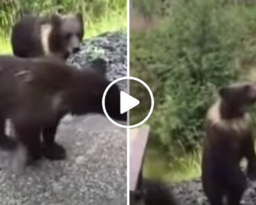 Homem Decide Acariciar Filhote De Urso… e Quase Fica Sem a Mão