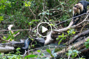 Grupo De Macacos Capuchinhos Lança-se Contra Jiboia Para Resgatar Um Filhote
