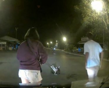 VIDEO: Populares Ajudam Gato a Libertar-se De ataque De Píton VIDEO: Populares Ajudam Gato a Libertar-se De ataque De Píton