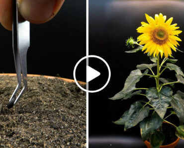 Impressionante Time-Lapse Mostra o Ciclo De Uma Planta De Girassol Desde a Semente Até à Flor