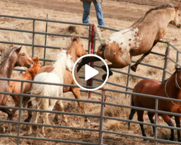 Cavalo Selvagem Reconhece Imediatamente a Companheira Após Anos Separados