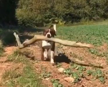 Todos Os Dias Este Cão Traz Para Casa o Maior Tronco Que Consegue Encontrar Todos Os Dias Este Cão Traz Para Casa o Maior Tronco Que Consegue Encontrar