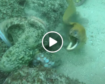 Mergulhador Regista o Momento Do Ataque De Uma Moreia Contra Um Polvo Mergulhador Regista o Momento Do Ataque De Uma Moreia Contra Um Polvo