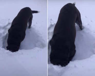 Cão Tenta Caçar Ratazana… Mas Não Tem Jeitinho Nenhum Cão Tenta Caçar Ratazana… Mas Não Tem Jeitinho Nenhum