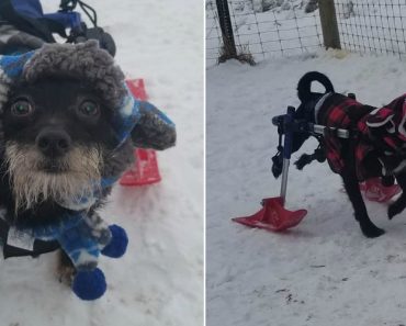 A Felicidade é Simples: Cães Paraplégicos Em Êxtase Com Passeio Na Neve