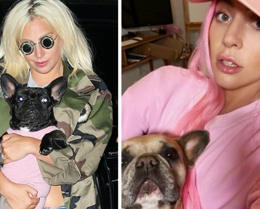 Câmera De Vigilância Grava Passeador De Cães Da Lady Gaga a Ser Baleado Durante o Roubo Dos Animais Câmera De Vigilância Grava Passeador De Cães Da Lady Gaga a Ser Baleado Durante o Roubo Dos Animais