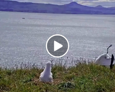 Albatroz Faz Aterragem Desastrosa e Acaba Com o Bico Espetado No Chão