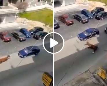 Cavalo Desorientado Embate De Frente Contra Carro