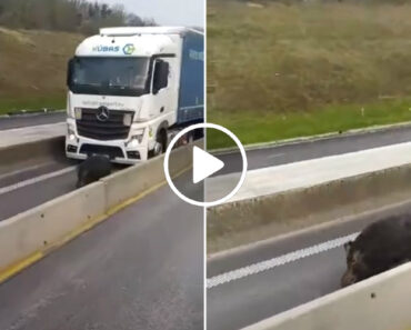 Javali a Andar Calmamente Em Autoestrada Causa Enormes Filas De Trânsito