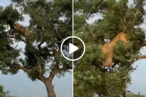 Quando Uma Árvore Não Suporta o Peso De Uma Leoa e Um Leopardo a Lutar Por Comida