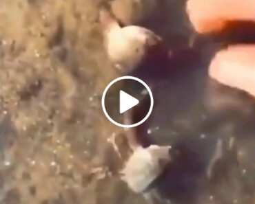 Pequeno Caranguejo Protege a Sua Amada De Ser levada Por Um Homem Pequeno Caranguejo Protege a Sua Amada De Ser levada Por Um Homem