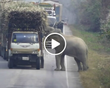Elefante Bloqueia a Estrada Para Roubar Canas De Açúcar De Um Camião