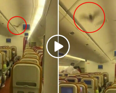 Morcego a Bordo Obriga Avião De Passageiros a Aterrar De Emergência