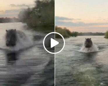 Hipopótamo Furioso Persegue Lancha Com Turistas No Quénia Hipopótamo Furioso Persegue Lancha Com Turistas No Quénia