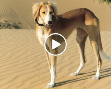 Saluki: Um Dos Cães Mais Rápidos Do Mundo Consegue Apanhar Uma Gazela Ou Um Carro a 60 km/h