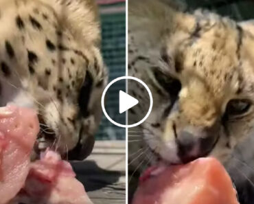 Bebé Leopardo “Fala” e Ronrona Enquanto Come Pedaços De Carne Bebé Leopardo “Fala” e Ronrona Enquanto Come Pedaços De Carne