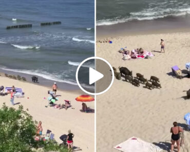 Família De Javalis Passeia No Areal De Praia Cheia De Banhistas