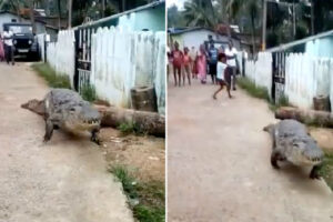 Enorme Crocodilo Passeia Por Rua Na Índia e Surpreende Moradores Locais