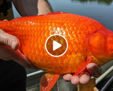 Peixinhos-Dourados Deitados Em Lago Tornam-se Gigantes Peixinhos-Dourados Deitados Em Lago Tornam-se Gigantes