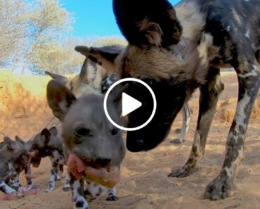 Câmera Oculta Mostra o Que Fazem Os Mabecos No Seu Covil Câmera Oculta Mostra o Que Fazem Os Mabecos No Seu Covil