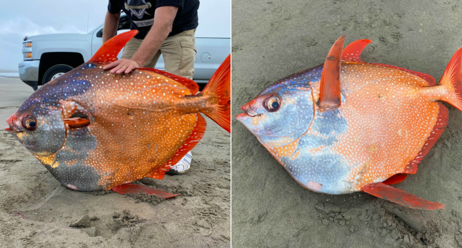 Peixe Raro Com 45kg Foi Encontrado Em Praia Dos EUA