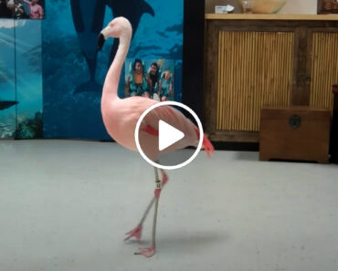 A Elegantemente Flamingo Que Sabe Dançar Flamenco