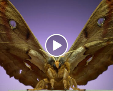 Imagens Espetaculares Mostram 7 Mariposas a Levantar Voo Em Câmera Lenta