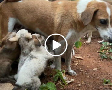 Cadelinha Reencontra Os Seus Filhotes Após Ficarem Presos Num Esgoto Cadelinha Reencontra Os Seus Filhotes Após Ficarem Presos Num Esgoto