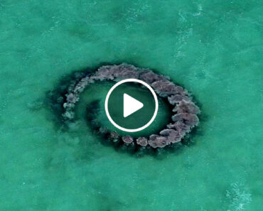 Incríveis Imagens Aéreas Mostram Golfinhos a Fazer Anéis De Lama Para Capturar e Caçar Peixes