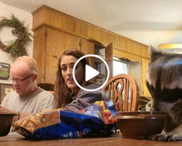 Café Da Manhã Em Família, Onde Até o Guaxinim Participa Café Da Manhã Em Família, Onde Até o Guaxinim Participa