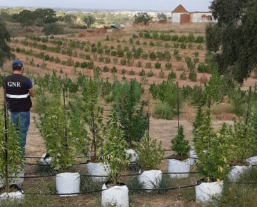 Desmantelada Plantação Ilegal Com 944 Pés De Canábis Em Serpa Desmantelada Plantação Ilegal Com 944 Pés De Canábis Em Serpa