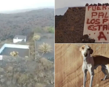 Grupo Mistério Salvou Cães Cercados Pela Lava Do Vulcão e Deixou Mensagem