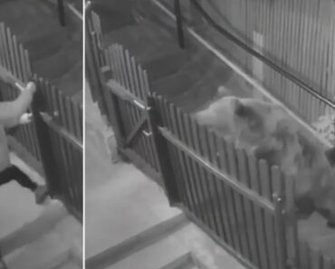 Mulher Apanha o Susto Da Sua Vida Pouco Depois De Sair De Casa