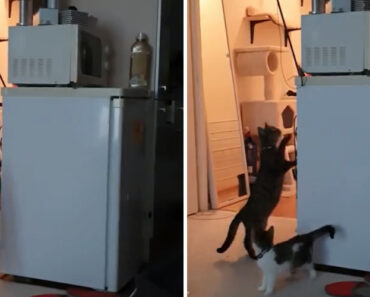 Mãe Gata Ajuda Filhote a “Resgatar” Brinquedo Que Ficou Preso Num Lugar Alto Mãe Gata Ajuda Filhote a “Resgatar” Brinquedo Que Ficou Preso Num Lugar Alto