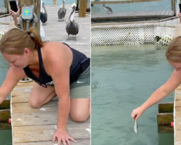 Mulher é Surpreendida Pelo Gang Dos Pelicanos Quando Alimentava Peixes Mulher é Surpreendida Pelo Gang Dos Pelicanos Quando Alimentava Peixes