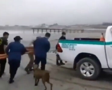 Transporte De Ferido Em Simulacro Corre Terrivelmente Mal Em Direto Para a Televisão Transporte De Ferido Em Simulacro Corre Terrivelmente Mal Em Direto Para a Televisão