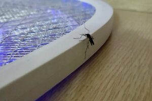 Após Refletir, Mosquito Toma a Melhor Decisão e… Mata-se