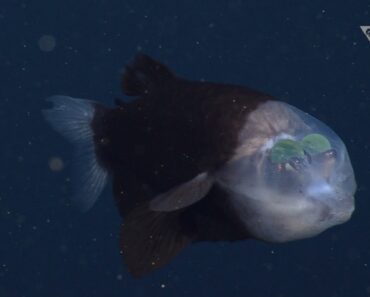 Avistado Estranho Peixe Com Cabeça Transparente e Olhos Verdes